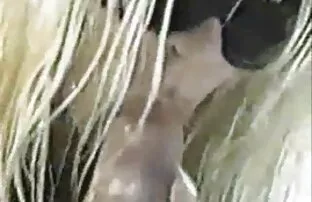 XXX Evil MILF vidio bokep japan full hd POV Deepthroat